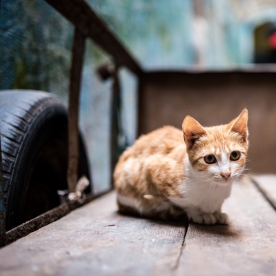 chat assis pickup new
