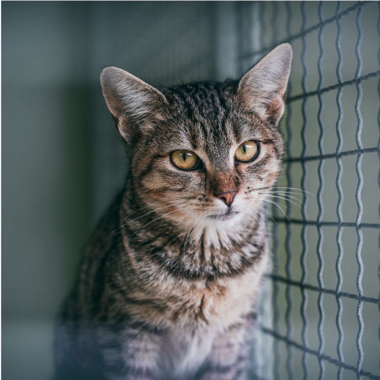 chat dans une fourrière
