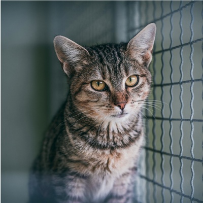 chat dans une fourrière