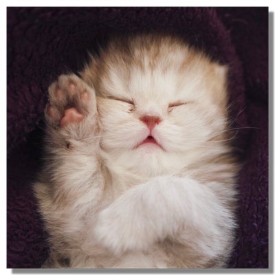 Un chaton blanc mignon