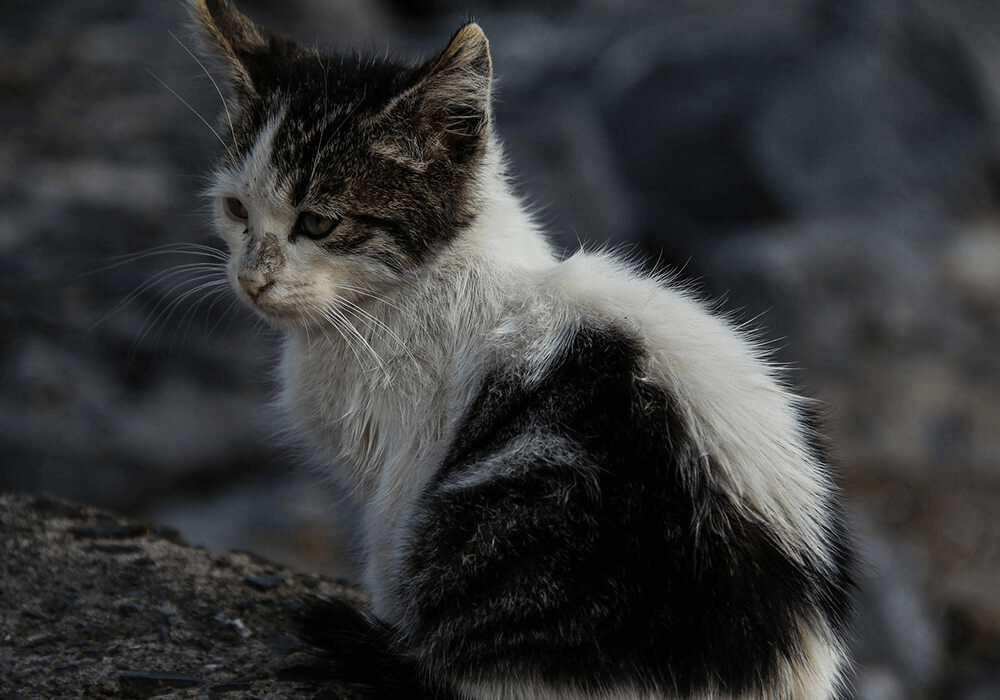 Chaton abandonné atteint de coryza