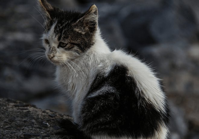 Chat Ou Chien Trouve Que Faire