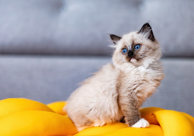 Un chaton ragdoll assis sur un coussin jaune