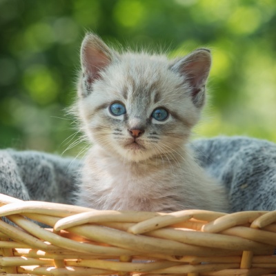 chaton dans un panier