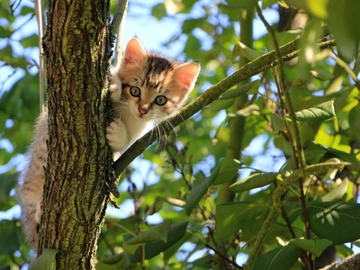 chaton qui grimpe à un arbre