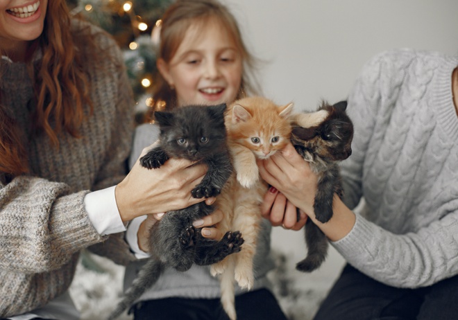 Des chatons dans une famille
