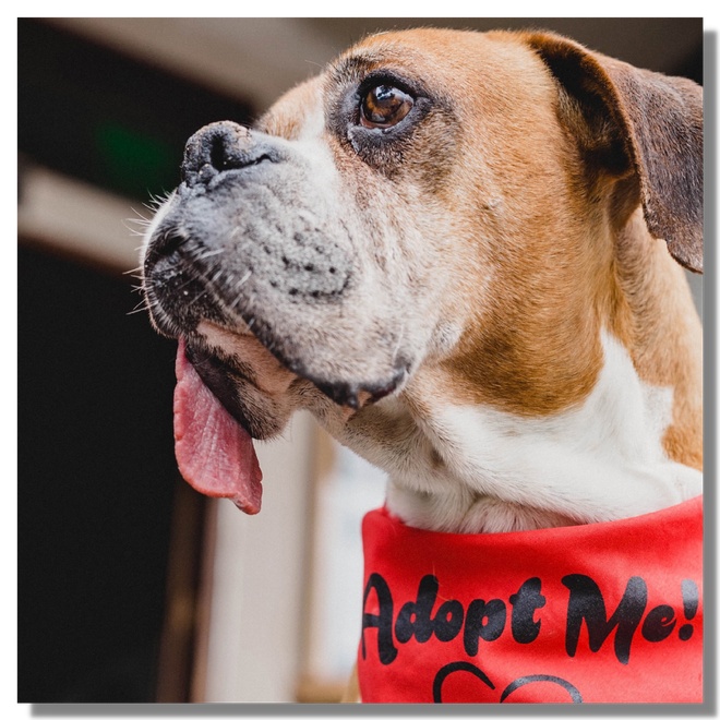 Un chien à l’adoption