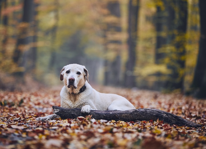 Retrouver un animal perdu
