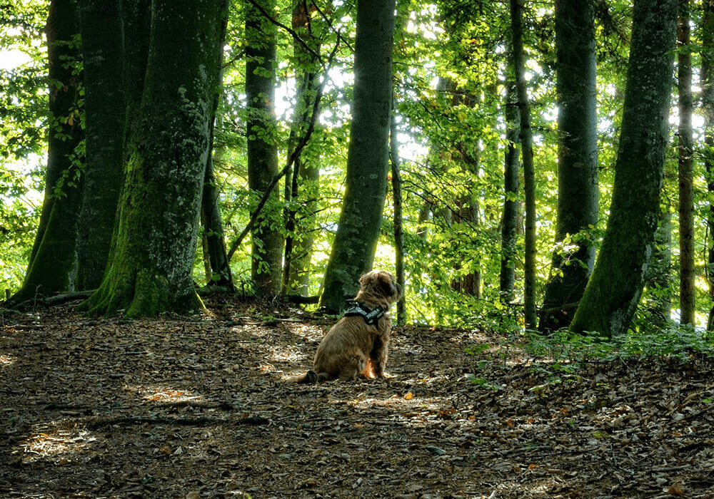 Un chien assis en forêt attend son maître