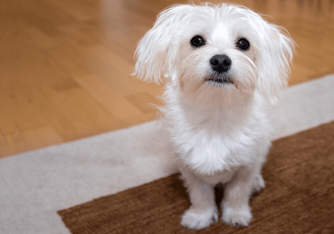 Un Bichon Maltais propose un comportement