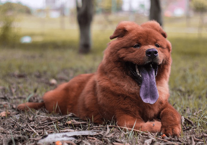 Chow Chow à la langue bleue