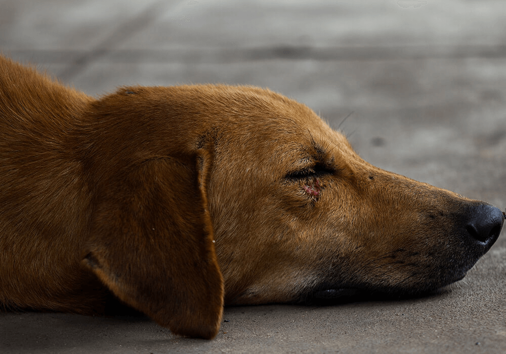 Chien couché blessé sous l’oeil