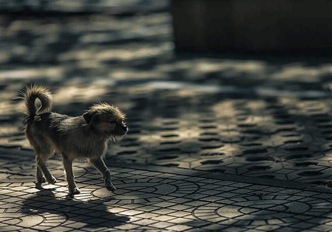Chien qui marche seul dans la rue