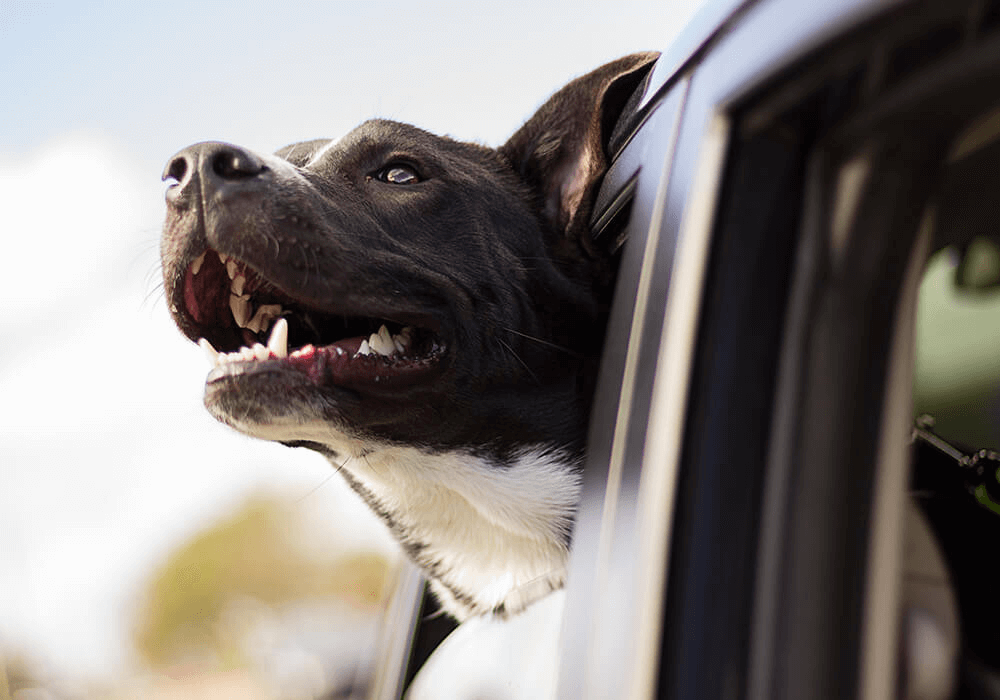 La tête d’un chien qui dépasse de la vitre d’une voiture