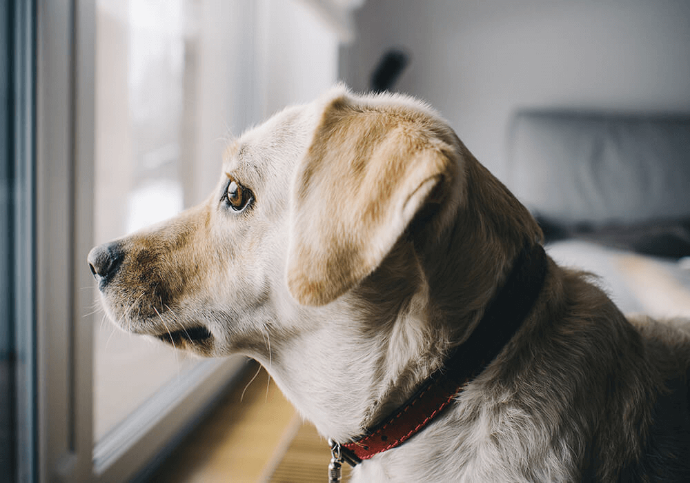 Un chien regarde par la fenêtre