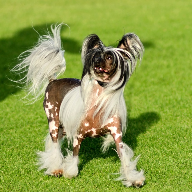 a Chinese Crested Dog running in the grass