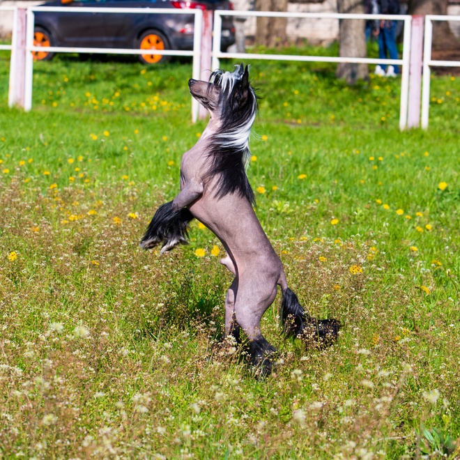 a Chinese Crested Dog on its two back legs