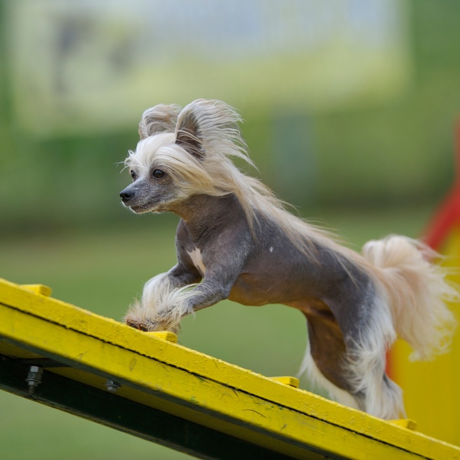 a Chinese Crested Dog on a course
