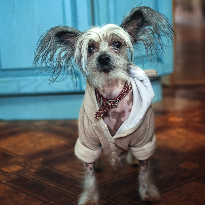 a Chinese Crested Dog in a bathrobe