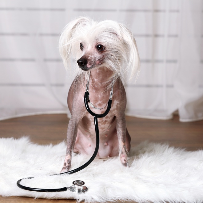 a Chinese Crested Dog with a stethoscope around his neck