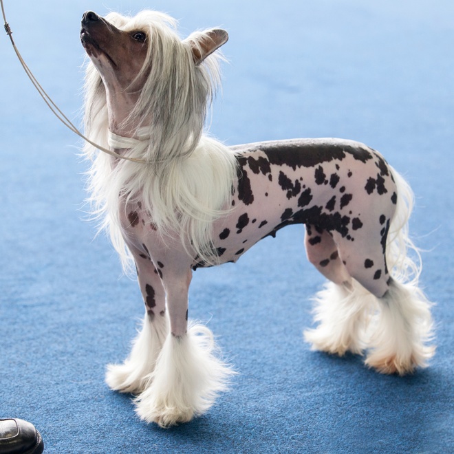 a Chinese Crested Dog raising its head