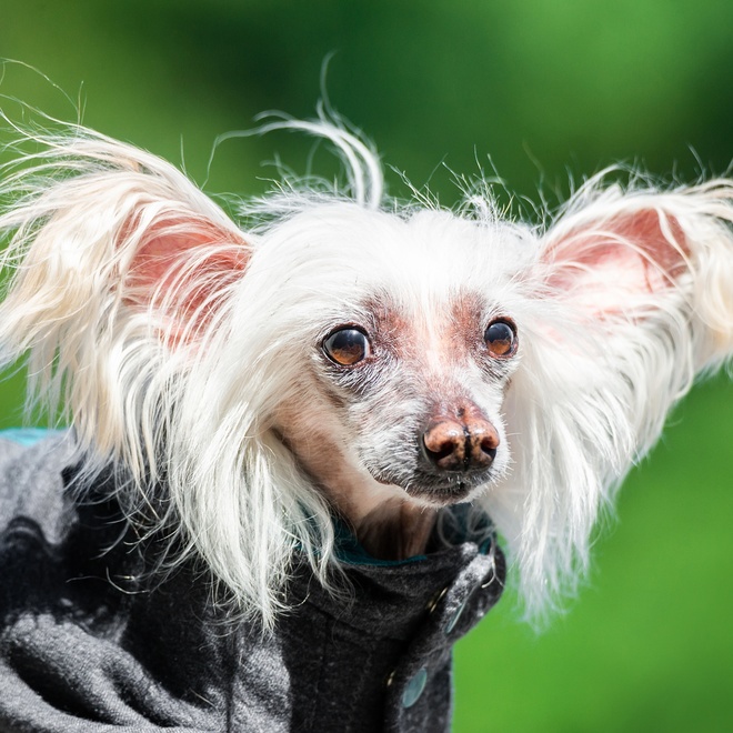 a portrait of a Chinese Crested Dog