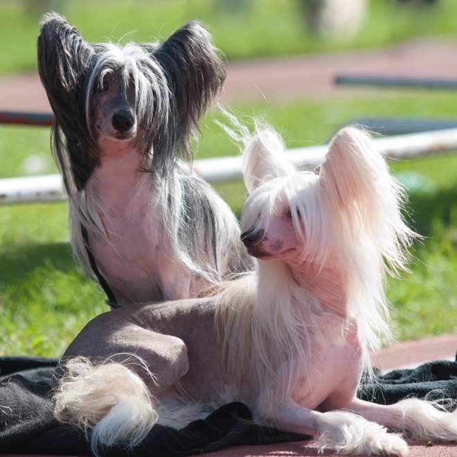 two Chinese Crested Dogs in the grass