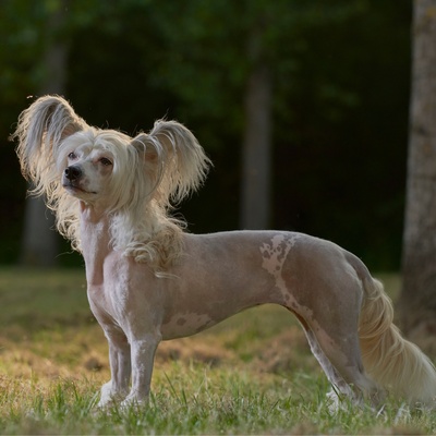 a Chinese crested dog in the grass