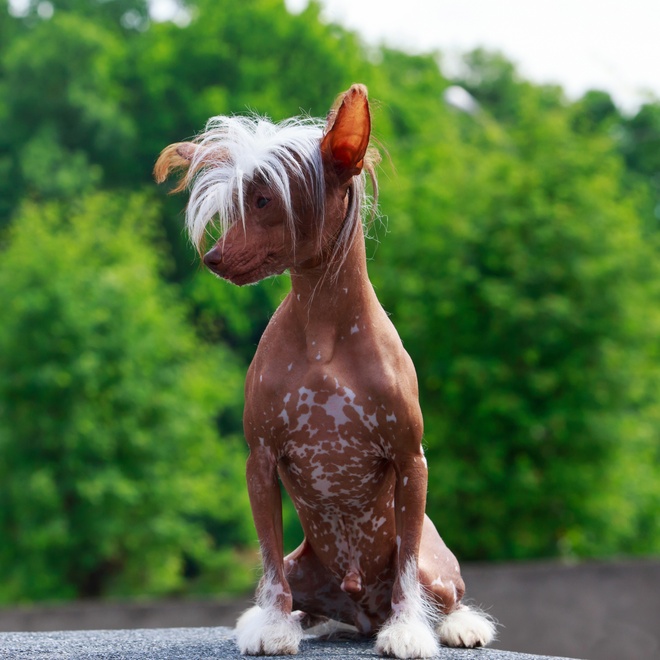 portrait of a Chinese Crested Dog in profile