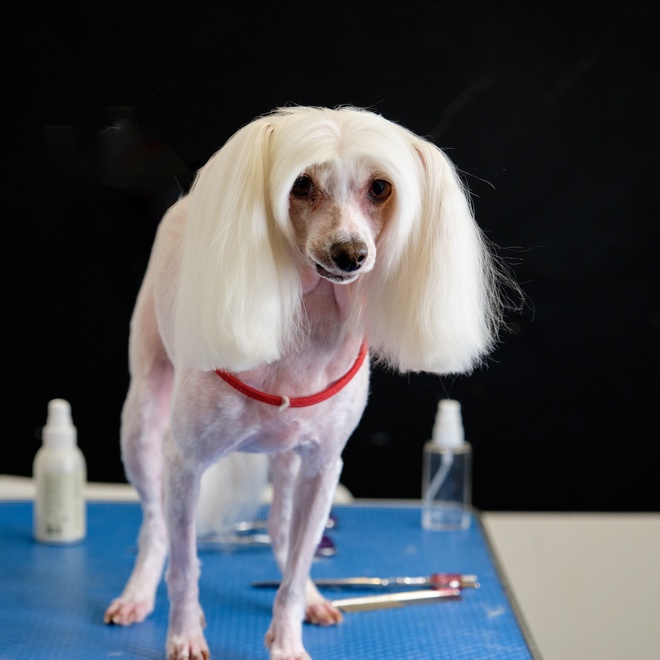 a Chinese Crested Dog at the groomer