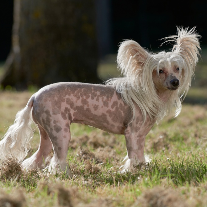 a Chinese Crested Dog looking
