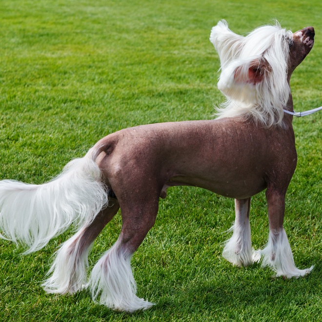 a Chinese Crested Dog in the grass raising its head
