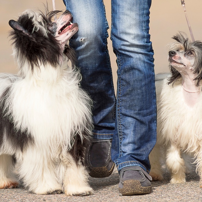 two Chinese Crested Dogs at the feet of a person