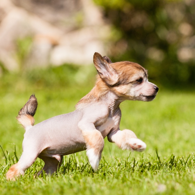 a Chinese Crested dog running in the grass