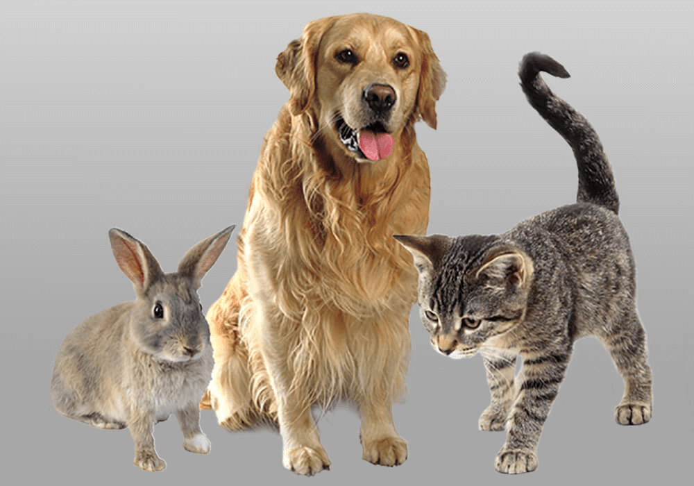 Un chien, un chat et un lapin