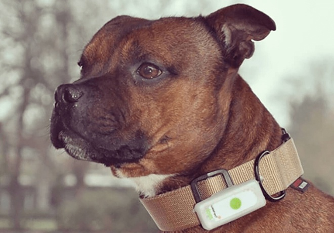 Gros plan sur un Staff avec son collier gps