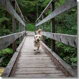chien court pont