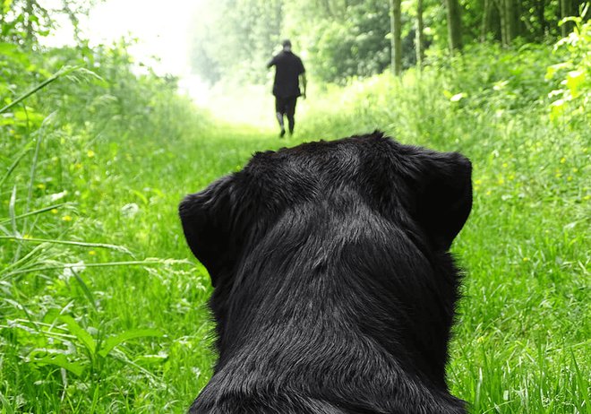 Comment retrouver un chien perdu en forêt ?