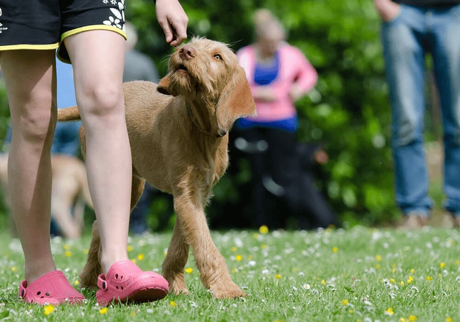 Education du chien par renforcement positif