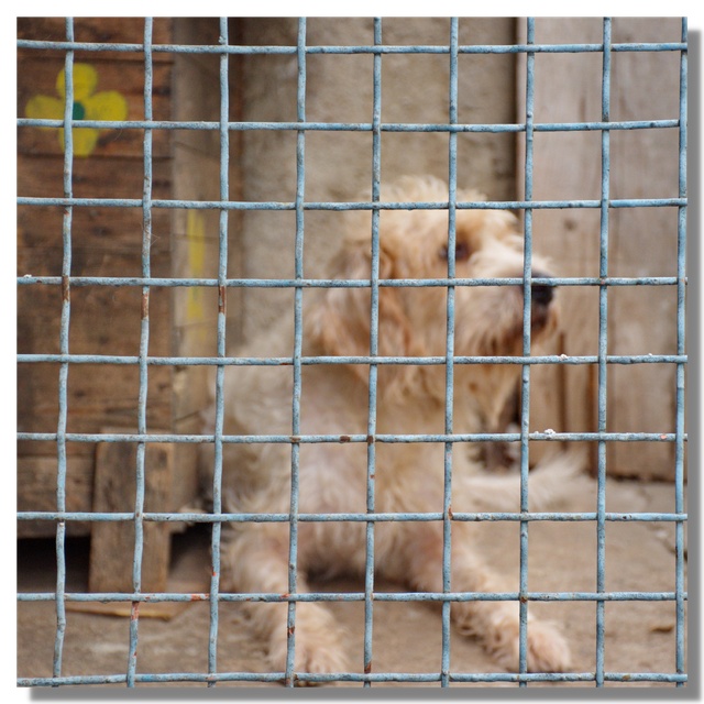 Ein Hund, eingesperrt in einem Käfig