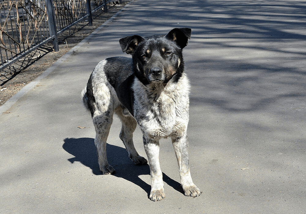 Chien seul dans la rue