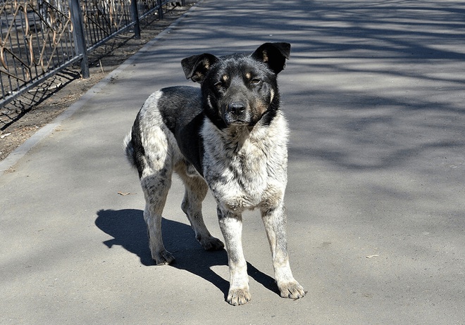 Chien seul dans la rue