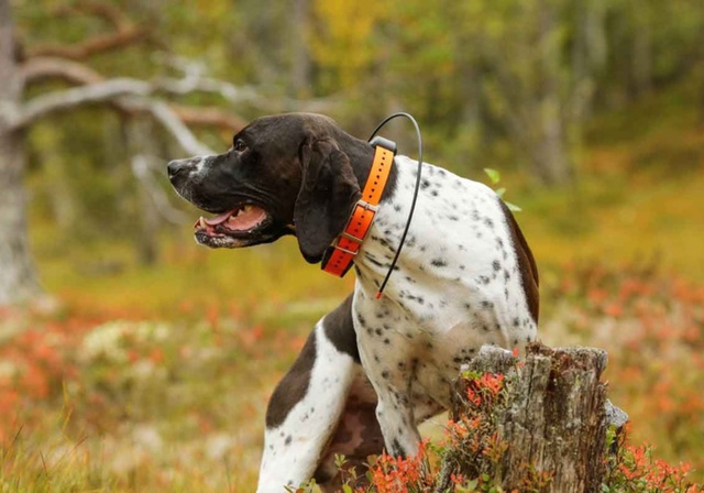 A dog wearing a Garmin radio tracking collar