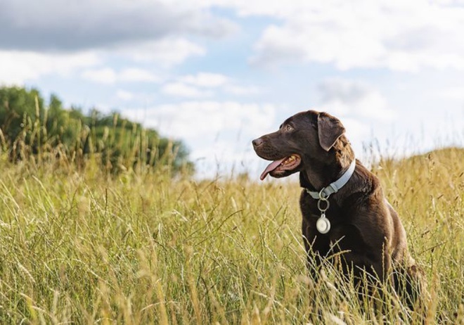 chien et son collier gps bluetooth