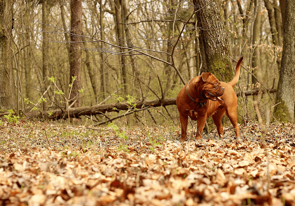 Un chien seul en forêt