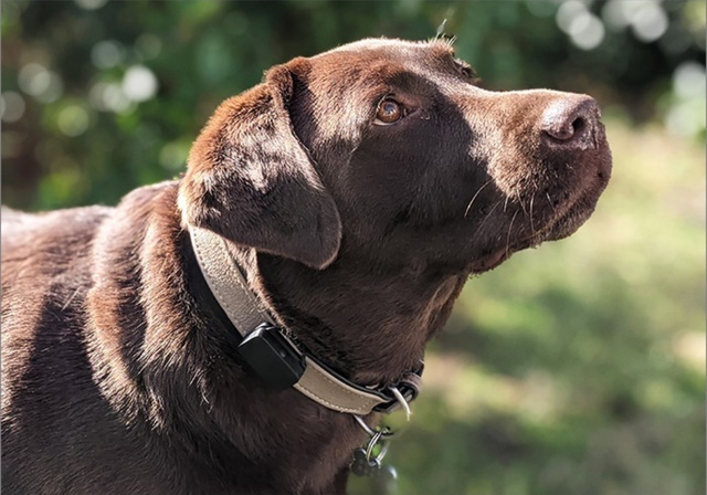A chocolate Labrador dog wearing an Invoxia GPS collar