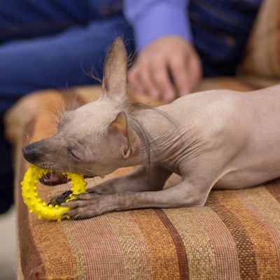 a Peruvian Hairless Dog playing with a toy