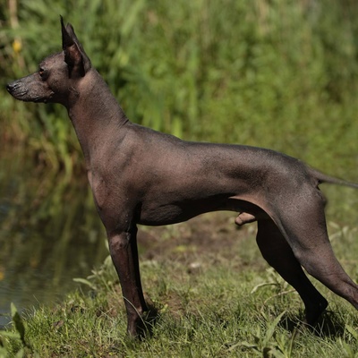 a Peruvian Hairless dog in the forest