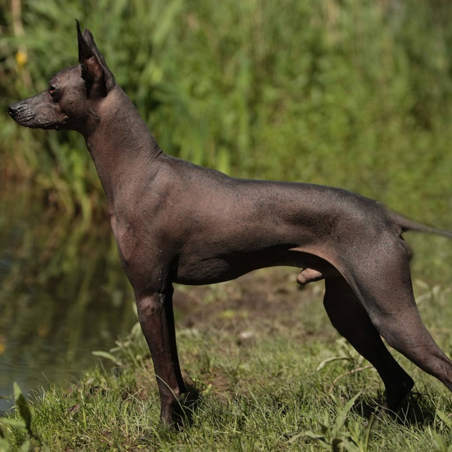 a Peruvian Hairless dog in the forest