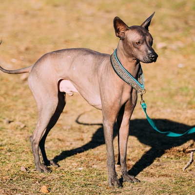 a Peruvian Hairless Dog on a leash